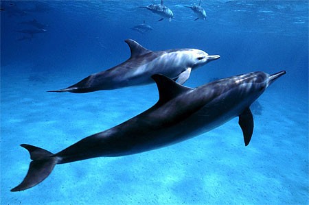 DOLPHINE HOUSE